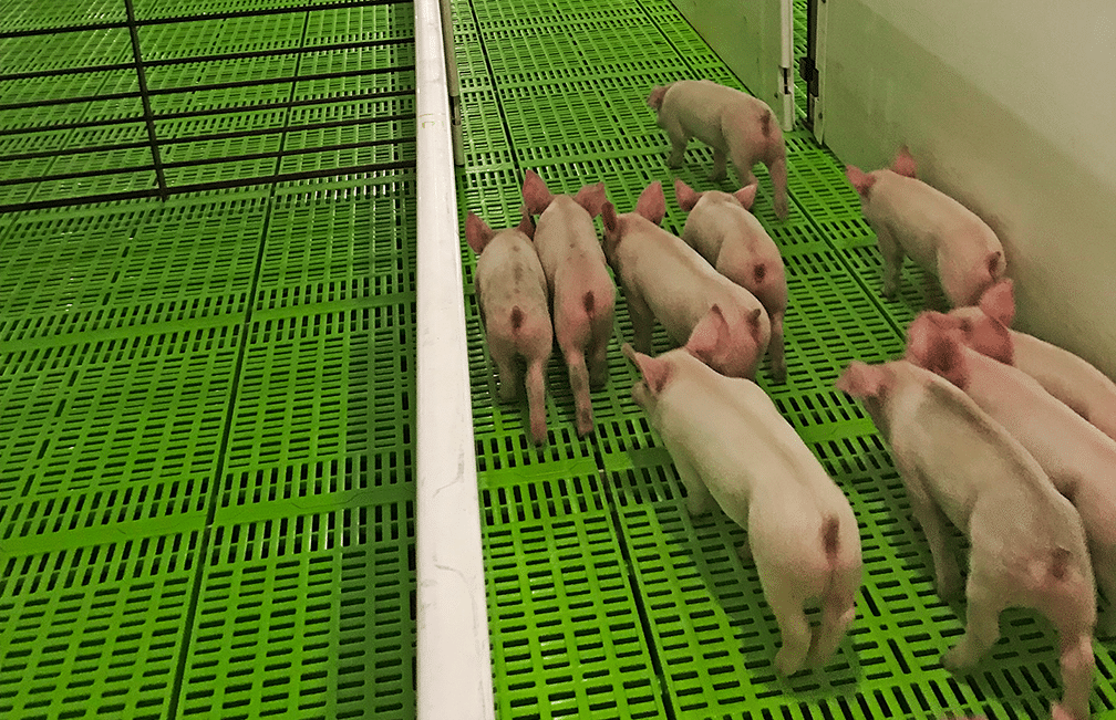 Premier Nursery Slat with Pigs in Hog Barn