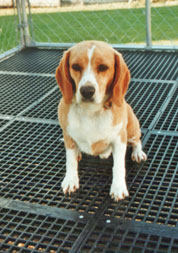 Dog on Dog Kennel Flooring