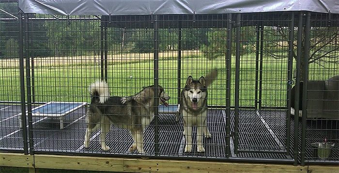 Husky Dogs on Double L Kennel Flooring