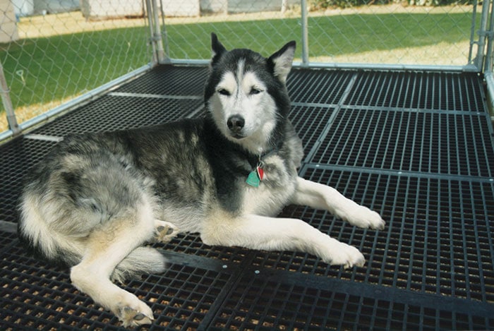 Husky on Double L Dog Kennel Flooring