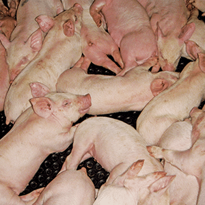 Pig-Mat-Thermal-Comfort-Insulates-Little-Pigs-circle