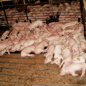 Pig-Mat-accommodates-50-pigs-circle