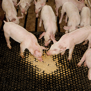 hogs creep feed on pig mat